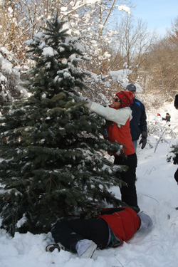 Picking a Christmas Tree at Oneys Tree Farm